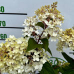 Hortenzia metlinatá (Hydrangea paniculata) ´VANILLE FRAISE´ ® - výška 150-200 cm, kont. C5L - NA KMIENKU